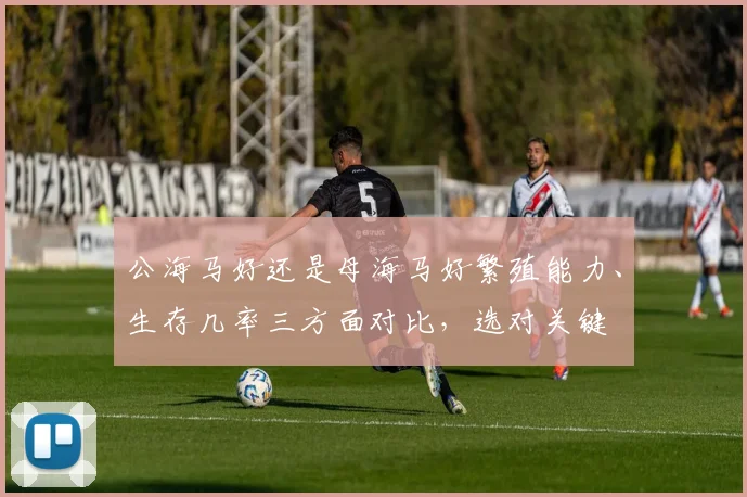 公海马好还是母海马好繁殖能力、生存几率三方面对比，选对关键
